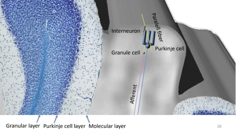 <p>Describe <span>the cerebellar circuit as shown in this figure.</span></p>