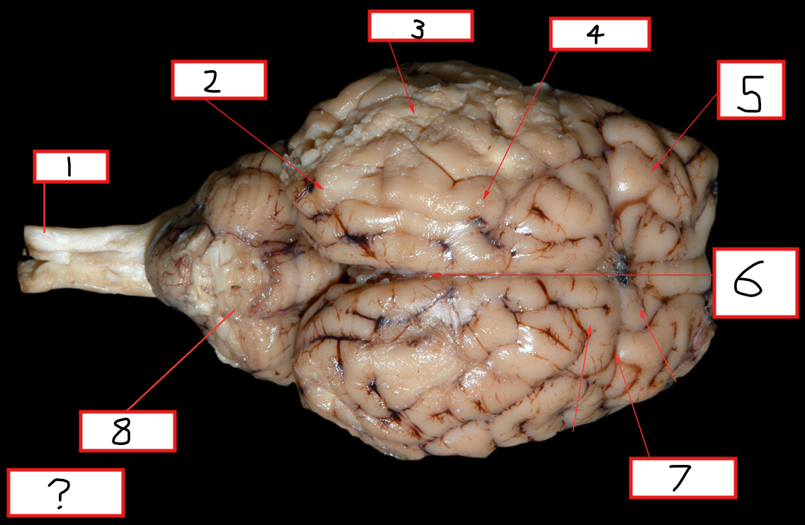 <p>5?</p>