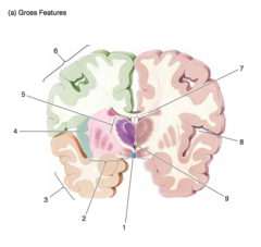 <p>Forebrain at mid - thalamus.</p><p>Gross features.</p><p>1</p>