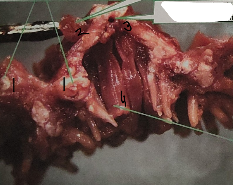 <p>point 3 on this sea star</p>