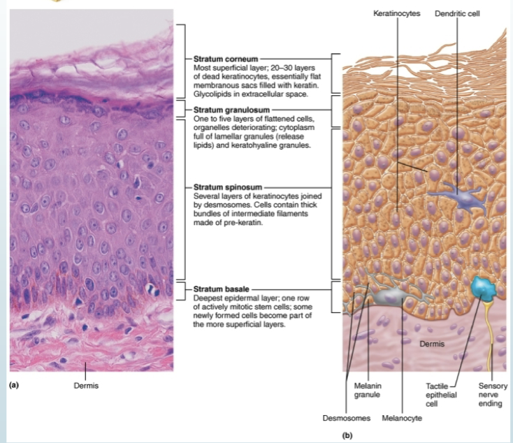 <p>Stratum corneum</p>