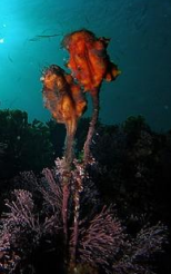 <p>ASCIDIACEA sea tulip</p>