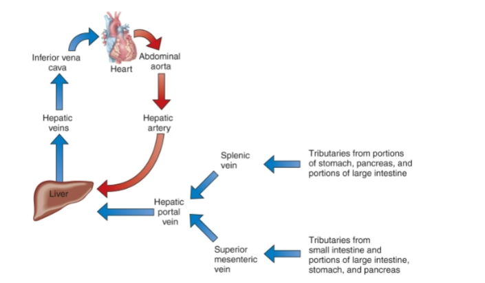 <p>Splenic vein</p>