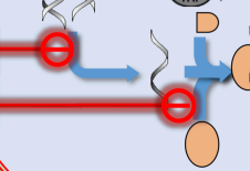 <p>Yung image sa baba</p><p>Targets the association of the large and small ribosomal subunits, inhibiting them from joining together and inhibiting the translation process.</p><p>Linezolid is an example of this drug class.</p><p>are unique protein synthesis inhibitors that act at the very beginning of the translation process. They bind to the <strong>P site of the 50S ribosomal subunit</strong>, which prevents the formation of the <strong>70S initiation complex</strong>. By blocking the association of the large (50S) and small (30S) subunits, the drug ensures that the "machinery" never gets put together to read the mRNA. Because this mechanism is different from other antibiotics like macrolides or tetracyclines, there is often less cross-resistance with this class.</p>