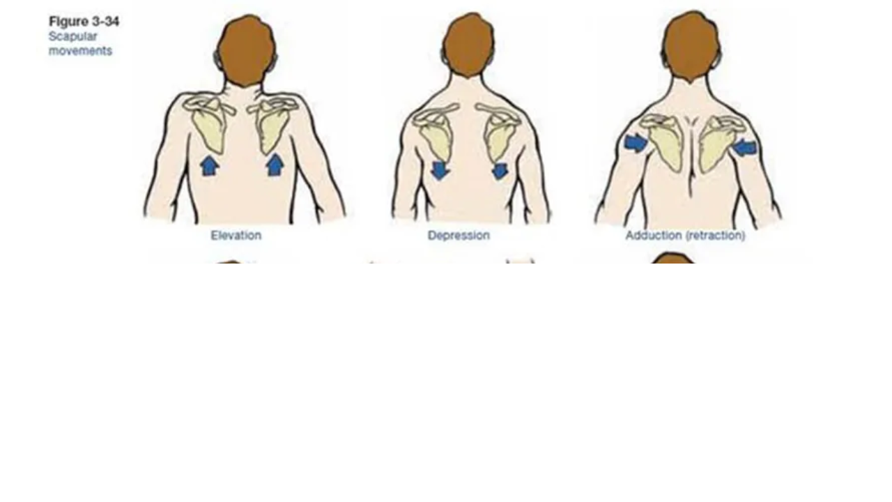<p>Elevation, Retraction/Adduction, Depression of Scapula </p>