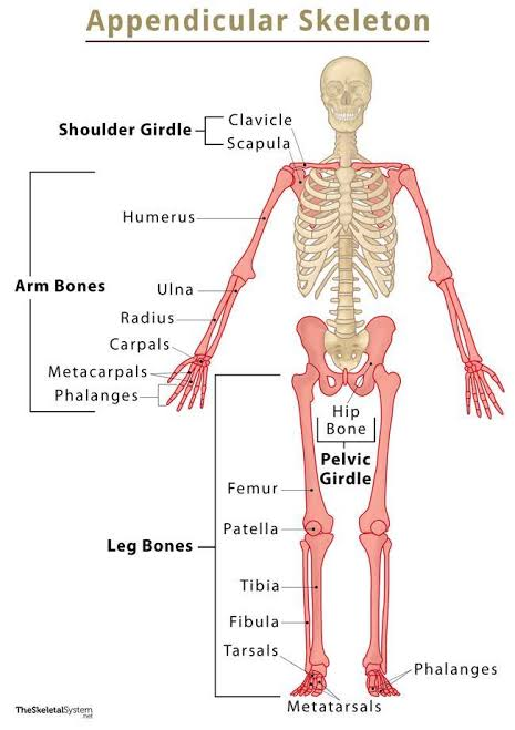 <p>Bones of the appendages: shoulders, arms, hands, pelvis, legs, and feet.</p>