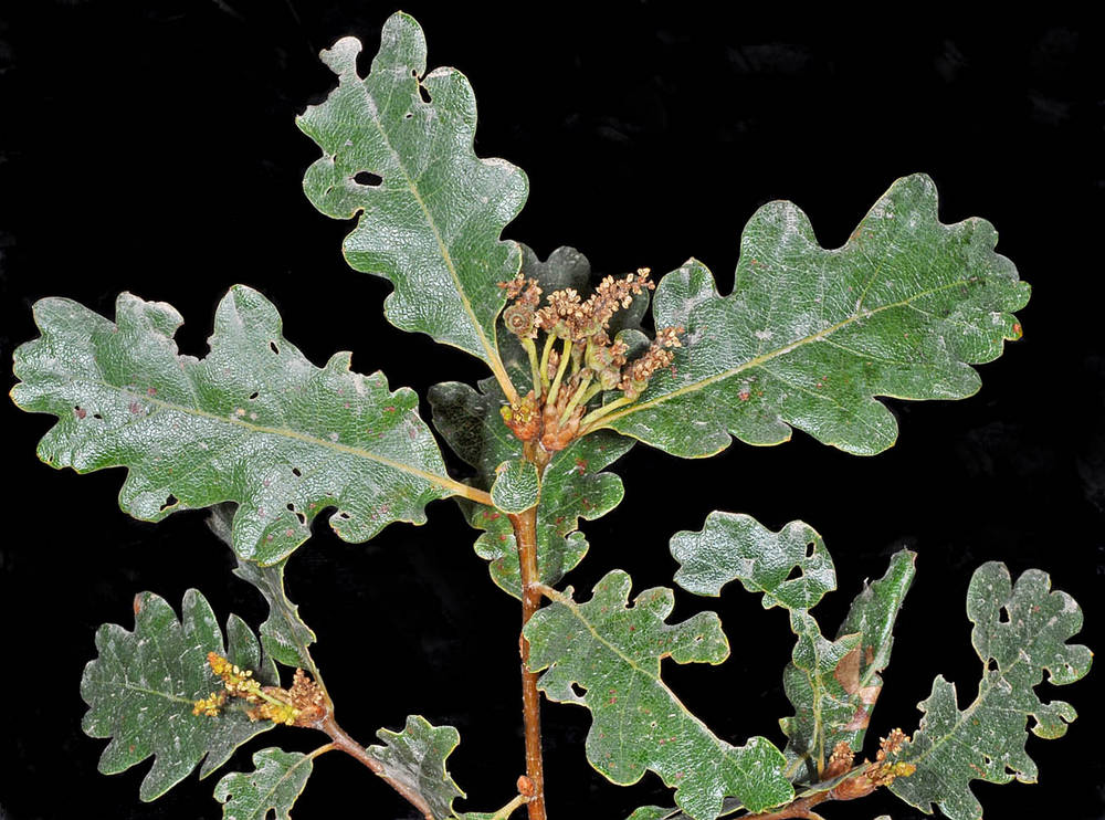 <p>Oregon White Oak</p>