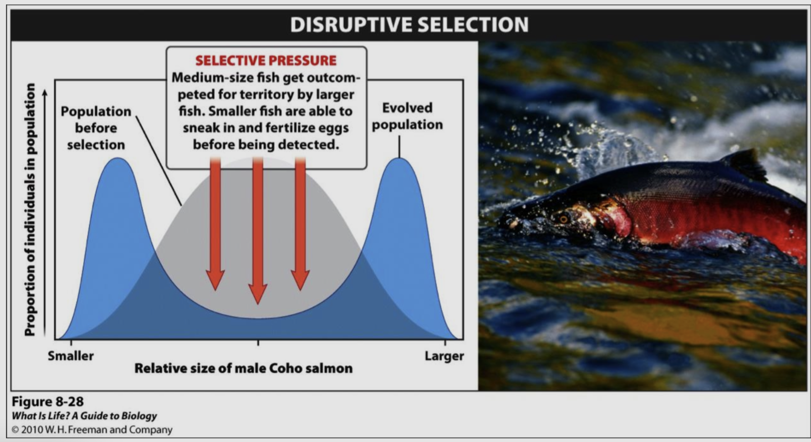 <p>occurs when conditions favor individuals at both extremes of a phenotypic range</p>