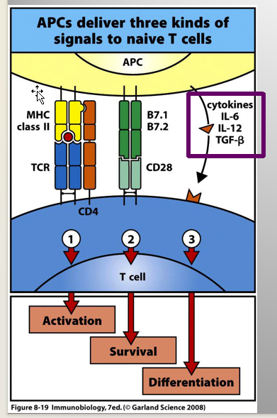 term image