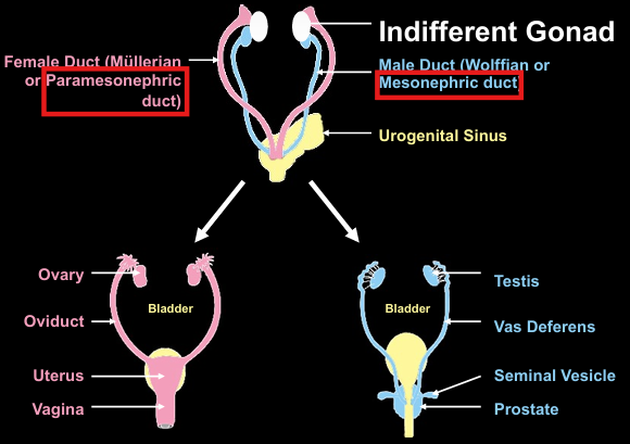 <p>describe the function &amp; purpose of Sox 9</p>