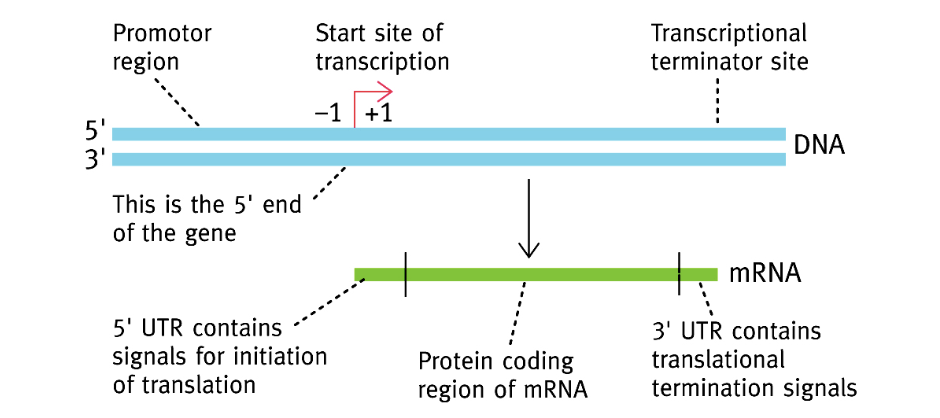 <p>Nulle part, il n’existe pas : on passe directement du nucléotide -1 (celui directement en amont du 1er transcrit) au +1 (le 1er transcrit) </p>