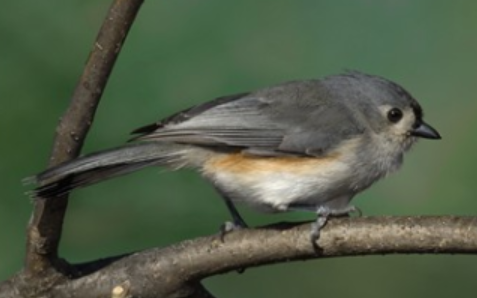 <p>Order: Passeriformes<br>Family: Paridae</p>