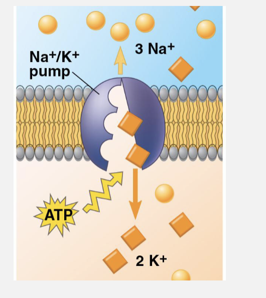 <p><span>• Ions with essential role<br>•</span><span style="color: purple;"><strong> Sodium (Na+ )<br>• Potassium (K+ )</strong></span><span><br>• K+ higher inside cell; Na+<br>higher outside cell<br>• </span><span style="color: purple;"><strong>Sodium-potassium pump</strong></span><span><br>maintains gradients<br>• Uses ATP to pump </span><span style="color: purple;"><strong>2 K+ in</strong></span><span><br>for every </span><span style="color: purple;"><strong>3 Na+ out</strong></span></p>