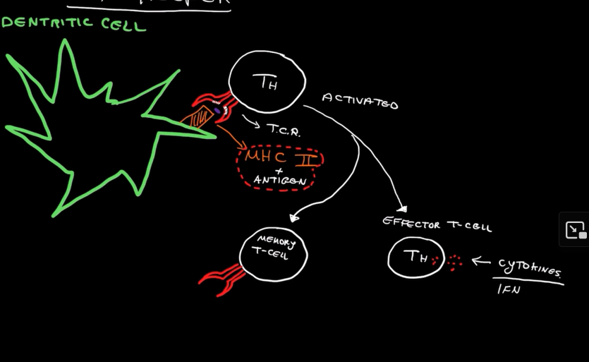 <ul><li><p>Forms a T-Cell Receptor (TCR) which recognizes a specific antigen with a specific antibody. </p></li><li><p>This activates the T-Helper cell, forming:</p></li><li><p>Memory T-Cells</p></li><li><p>Effecter T-Cells</p></li></ul><p></p>
