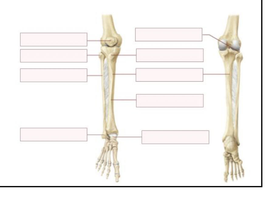 <p>Label the right tibia and fibula, A&amp;P views</p>