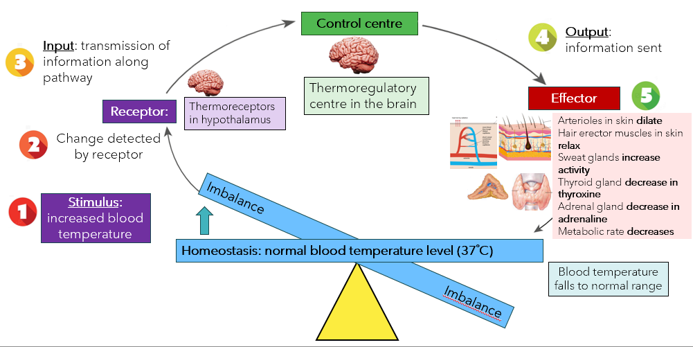 <ol><li><p>Stimulus: Increase in blood temperature</p></li><li><p>Blood temp monitored by thermoregulators in hypothalamus</p></li><li><p>Receptor: Thermoreceptors in hypothalamus detect increase in blood temp</p></li><li><p>A variety of nervous and hormonal transmissions are activated</p></li></ol><ul><li><p>Nervous messages sent to sweat glands → sweat releases onto surface of skin → evaporative cooling (sweat evaporates, taking heat with it)</p></li><li><p>Decreased nervous messages sent to smooth muscle cells in arterioles and pre-capillary sphincters that supply blood to skin surface → vasodilation → increase blood flow to body surface → increase loss of heat</p></li><li><p>Decreased secretion of thyroxine and adrenaline from thyroid and adrenal glands → decreased metabolic rate → decreased heat production</p></li><li><p>Decreased nervous messages sent to erector-pili muscles → hair lay flat → increase heat loss (as insulating layer of trapped air is not present)</p></li></ul><ol start="5"><li><p>These responses decrease heat production and increased heat loss from body → decrease in blood temperature</p></li><li><p>Thermoreceptors detect blood temperature is back to normal → transmissions decrease temperature are terminated → negative feedback</p></li></ol><p></p>