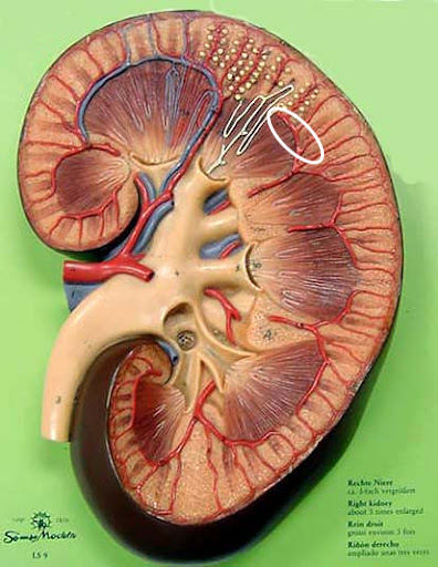 <p>Name this structure</p>