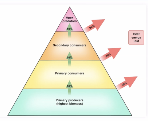<p>Graphical representation of the accumulation of biomass at each trophic level </p><p>Top has a much smaller apex than the base pyramid (highest biomass) </p>