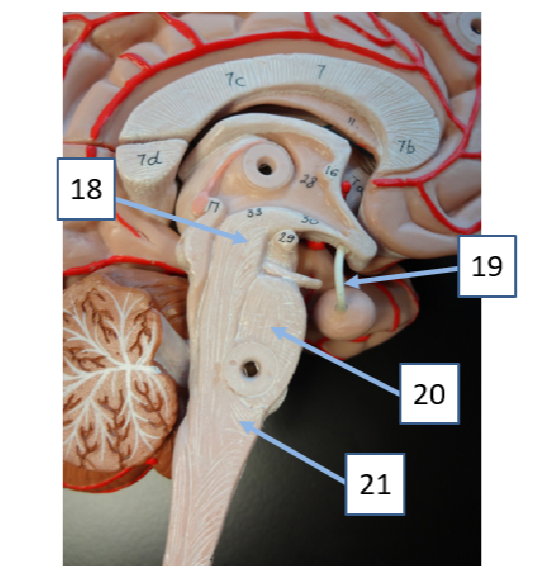 <p>What structure is #19</p>