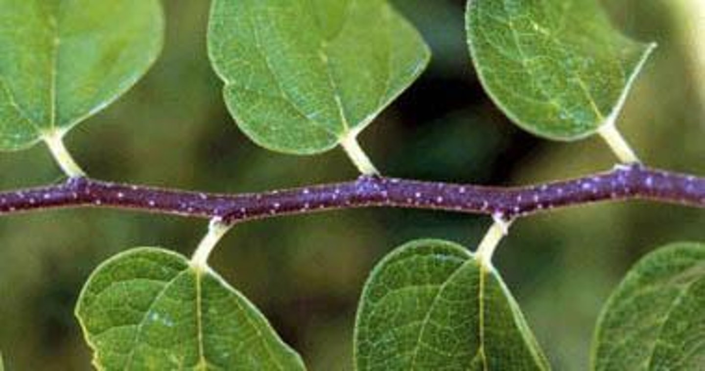 <p>The leaf arrangement on its axis or stem.</p>