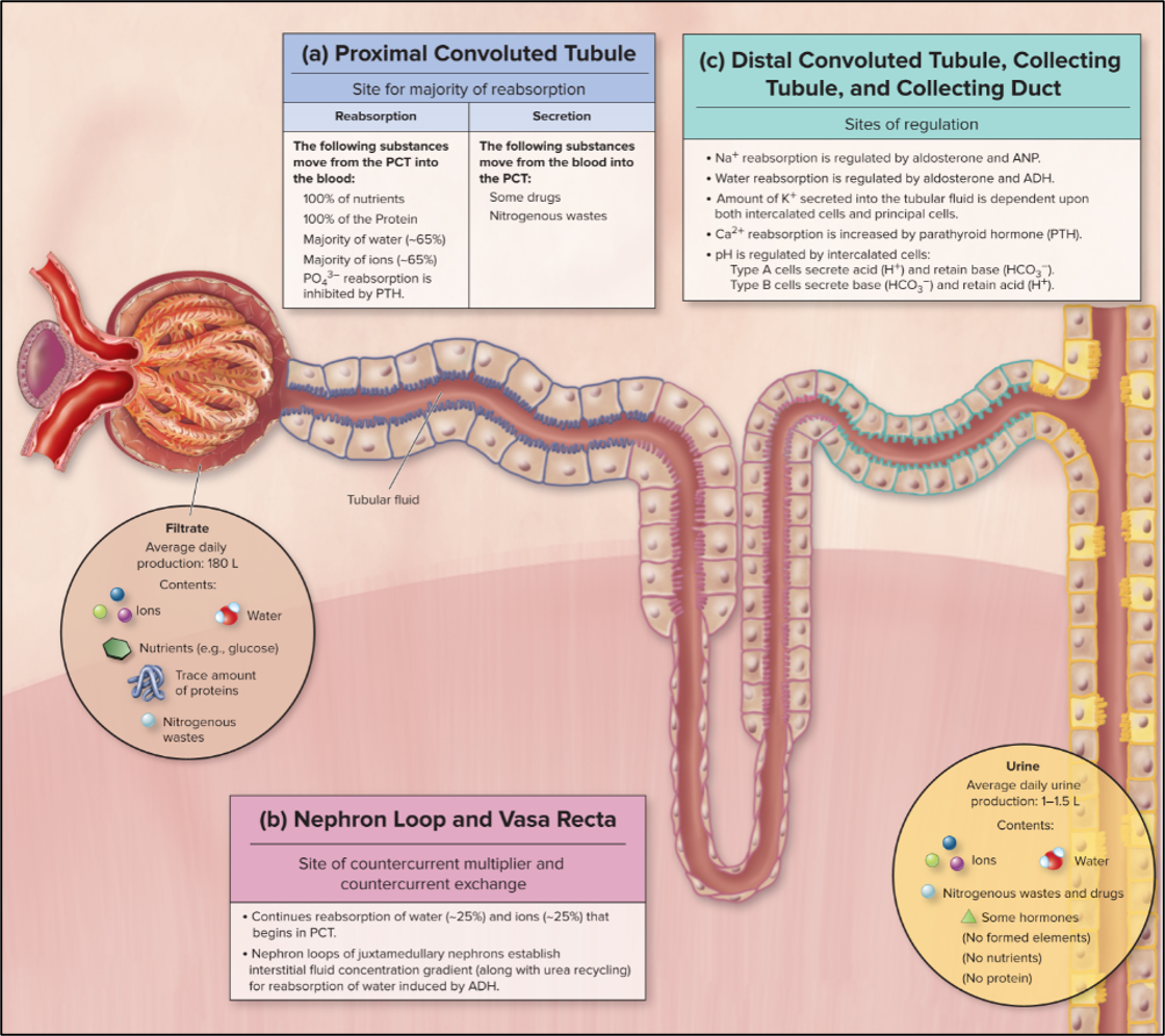 <ul><li><p><strong>proximal straight tubule</strong>-<span> thick descending portion of nephron loop</span></p></li><li><p><span>Thin descending portion of nephron loop</span></p></li><li><p><span>Thin ascending portion of nephron loop</span></p></li><li><p><span><strong>Distal straight tubule</strong>- thick ascending portion of nephron loop</span></p></li></ul><p></p>