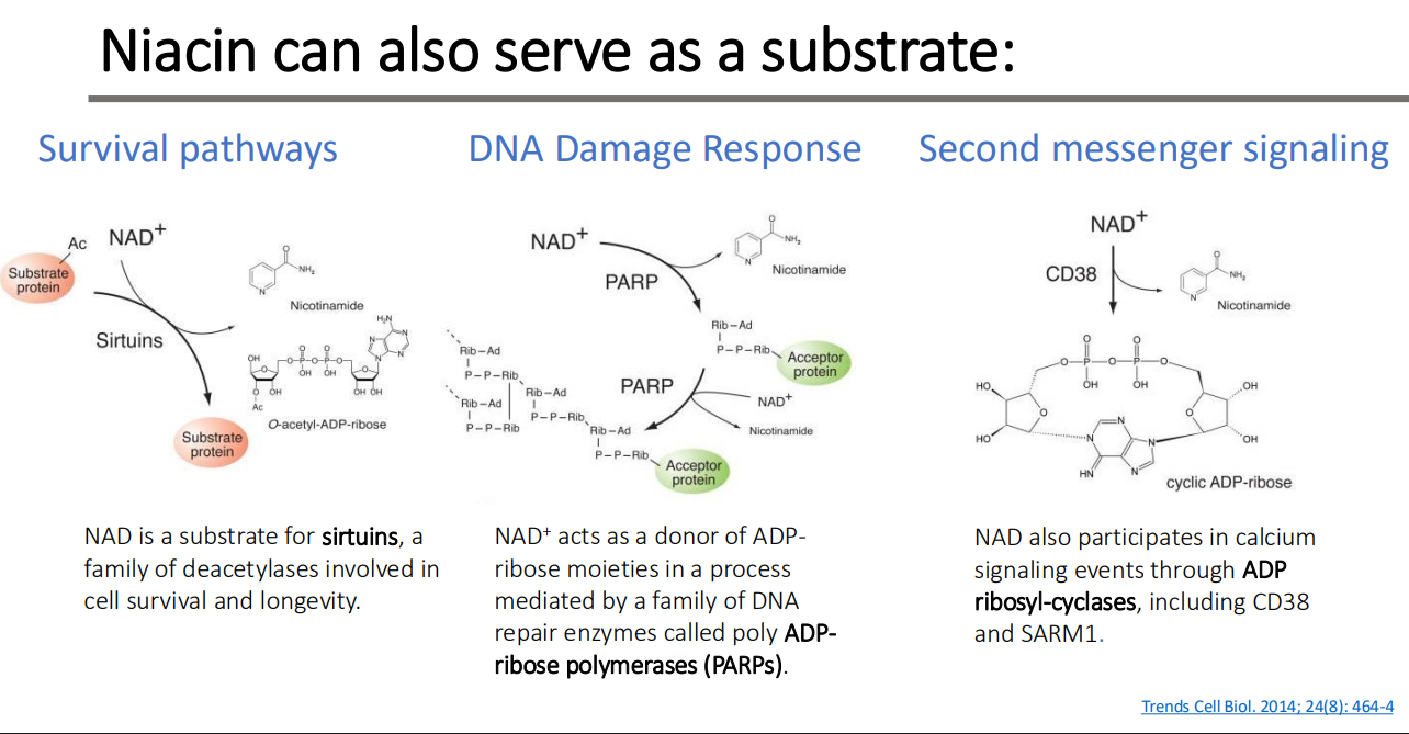 <p>calcium signaling events through ADP ribosyl-cyclases, including CD38 and SARM1.</p>