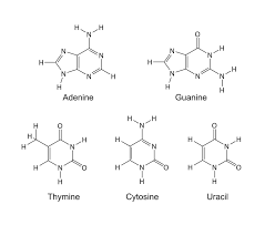 <p>Single ring structures (nitrogen bases): Cystonine, Thymine and Uracil </p>