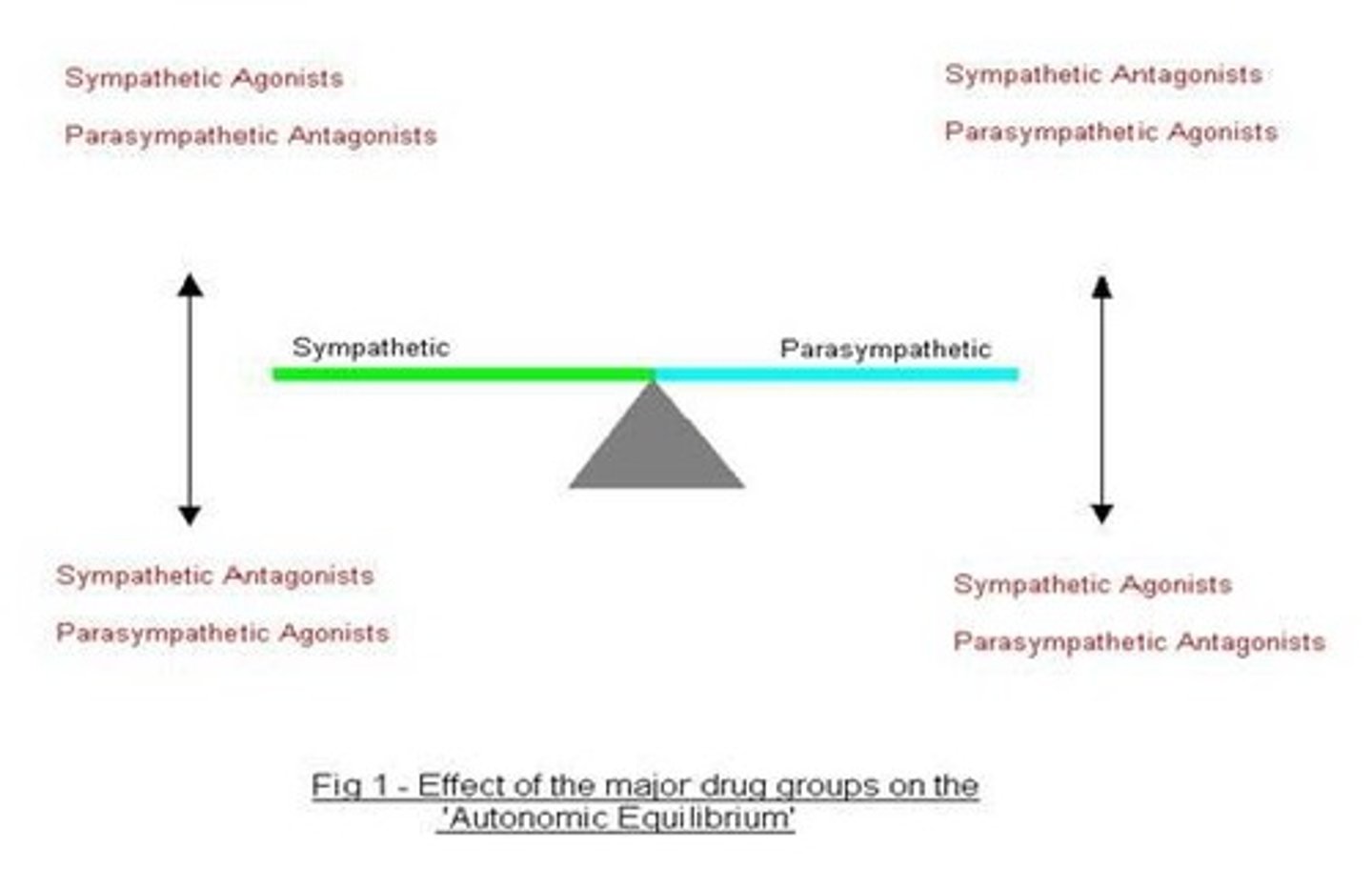 <p>Unconscious body activities such as GI motility, heartbeat, gland secretion, and pupil size.</p>