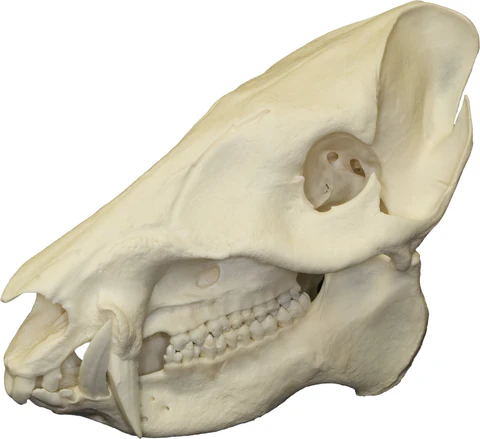 <p><span>Tusk-like upper canines oriented downwards, small paraoccipital process</span></p>