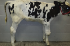<p>A calf with warm painful joints, increased leukocytes and protein in synovial fluid, and hock/stifle/carpus involvement has what?</p>