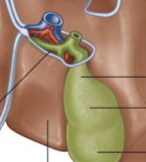 <p>Which liver lobe sits next to the gallbladder?</p>