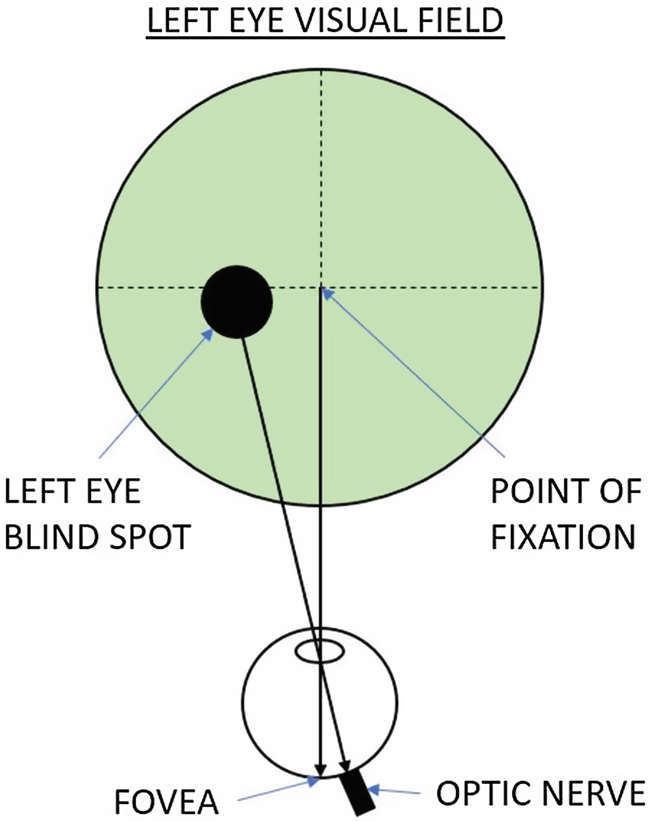 <p>Mariotte’s blind spot</p>