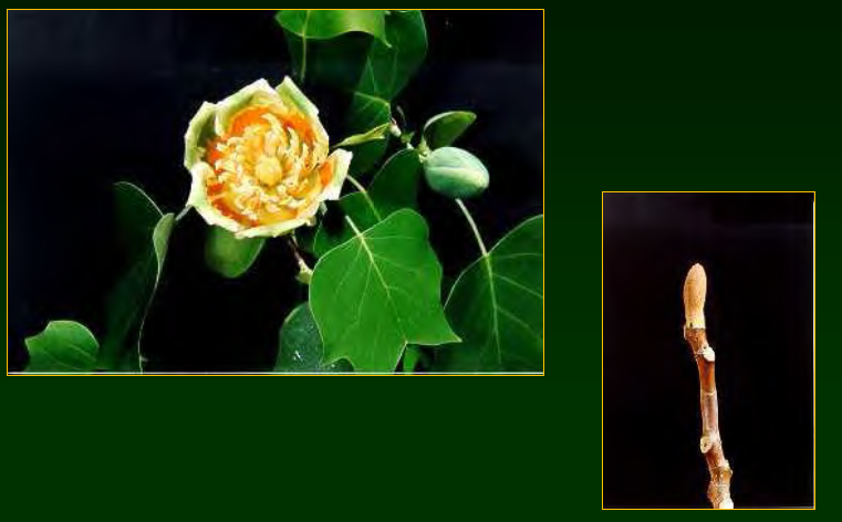 <p>•</p><p>Magnoliaceae</p><p>•</p><p>ommon throughout eastern U.S.; everywhere in MS except Delta</p><p>•</p><p>Key Characters:</p><p>•</p><p>Distinctive leaves (truncate tips)</p><p>•</p><p>Yellow flowers</p><p>•</p><p>Smooth, gray bark</p><p>•</p><p>Circular stipule scars</p><p>•</p><p>Samaras</p>