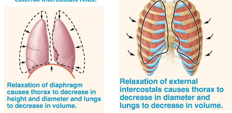 <p>Normally a mostly passive process that does not utilize muscle contraction. Two things happen when inspiratory muscles relax:</p><ol><li><p>Diaphragm returns to its original dome shape that pushes up on lungs &amp; external intercostals relax</p></li><li><p>Elastic tissue in lungs recoils</p></li></ol><ul><li><p>Recoil &amp; Diaphragm Relaxation Together → decrease in lung volume &amp; rise in intrapulmonary pressure above atmospheric pressure so air flows out of the lungs</p></li><li><p>Due to a higher pressure inside the body than outside, inhaling air causes release of air</p></li></ul><p></p>