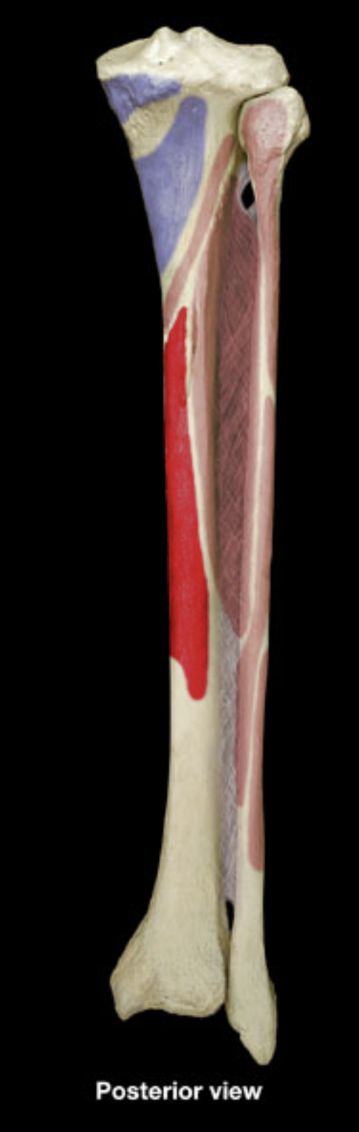 <p>flexor digitorum longus origin</p>