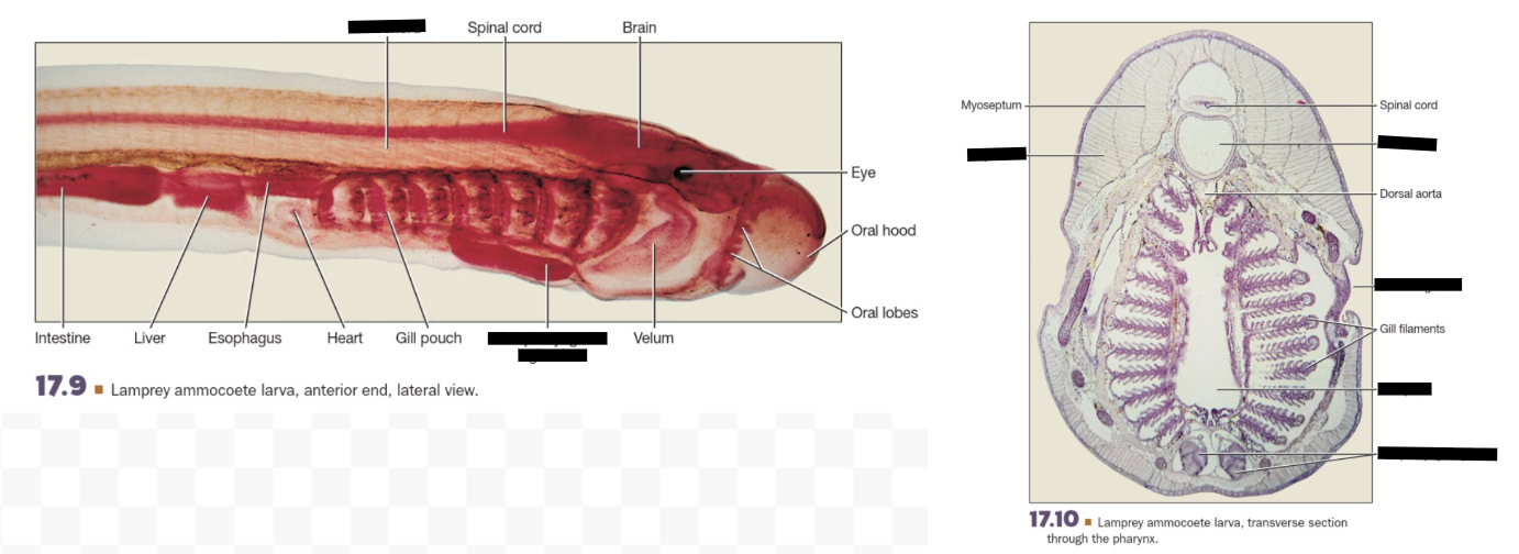 <p><span style="background-color: transparent;">Ammocoete Larvae (clade, structures)</span></p>
