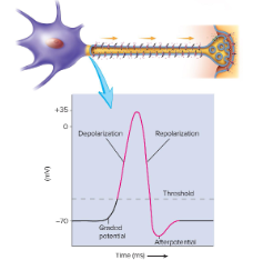 <p>causes an action potential</p>