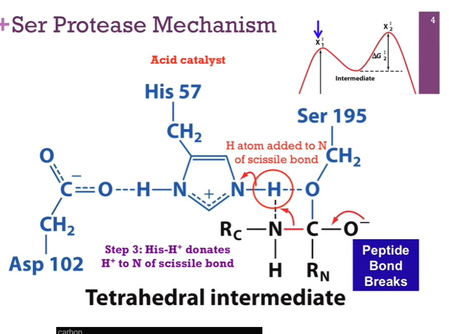 <p>Slide: Peptide bond breaks!</p><p>Once we have done so, we will <strong>BREAK </strong>that <strong>peptide bond</strong>! Note once this reaction sequence ends, we will have <strong>added a H atom TO THAT peptide bond</strong>! So when we break that bond, we will release that C-terminal part of our peptide AND <strong>form a new AMINE terminus on that portion of the peptide (interesting wording!!). </strong></p>