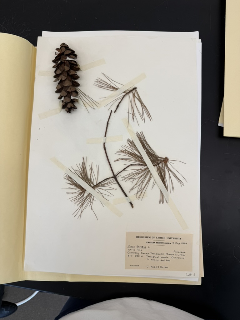 <p>White pine</p>