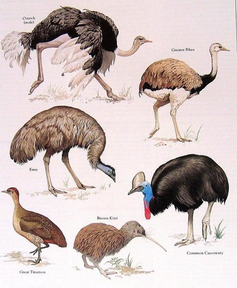 <ul><li><p><span>large flightless birds (some extinct such as elephant birds and moas)</span></p></li><li><p><span>living ratites: ostrich, rhea, emu, kiwi, cassowary, tinamous</span></p></li></ul><p></p>