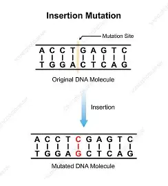 <p>A type of mutation where one or more nucleotides are added into the DNA sequence, which can disrupt the reading frame and alter protein function. </p><ul><li><p>Results in all amino acids downstream (to the right) of that insertion being changed</p></li></ul><p></p>