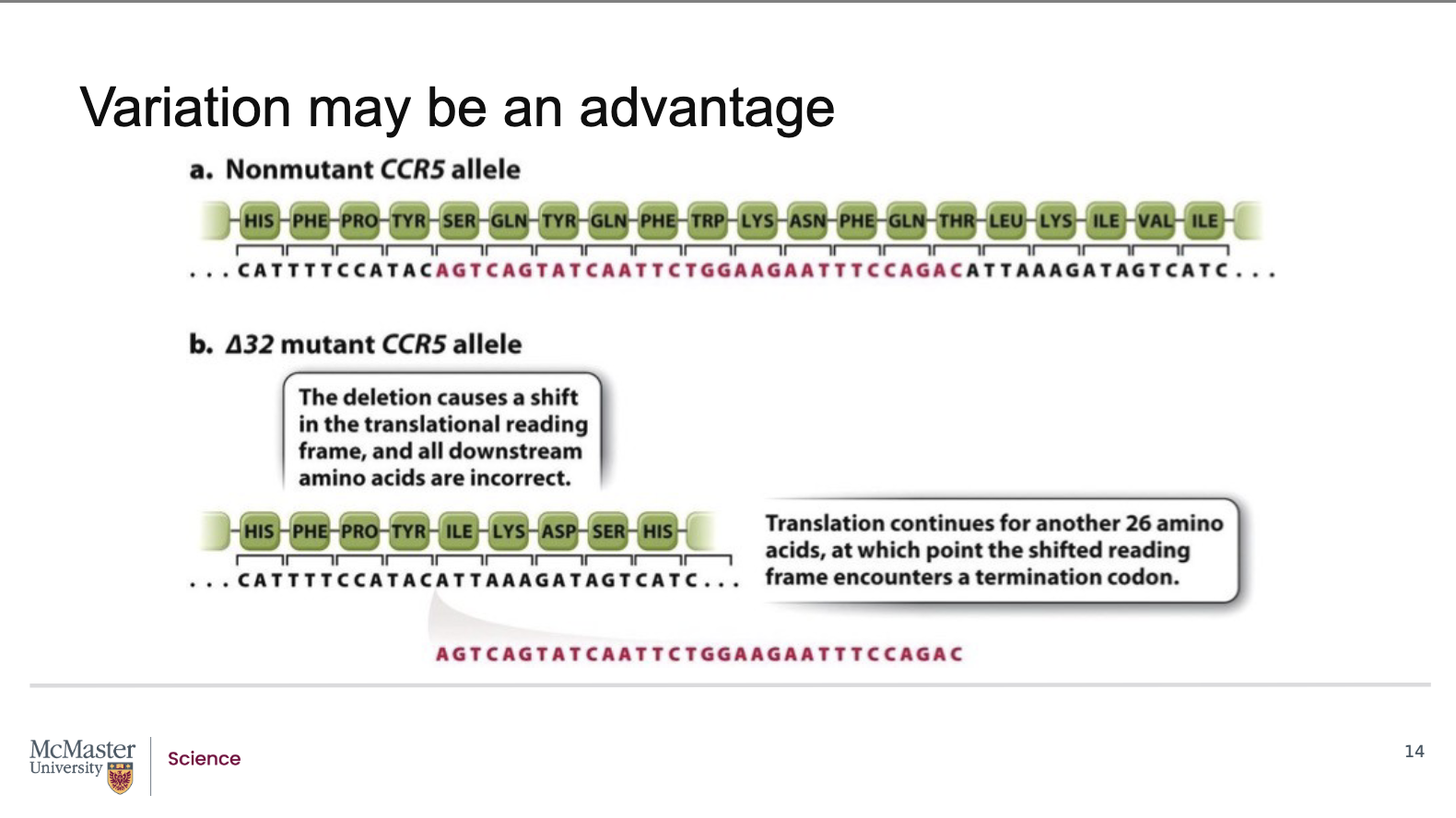 <p><strong>A:</strong></p><ul><li><p>The CCR5 mutation is relatively common in <strong>European populations</strong></p></li><li><p>One theory suggests that:</p><ul><li><p>The mutation provided resistance to the <strong>mid‑14th century bubonic plague</strong></p></li><li><p>Individuals with the mutation were <strong>more likely to survive</strong></p></li><li><p>This caused the mutation to be <strong>favored by natural selection</strong></p></li></ul></li><li><p>An alternative theory proposes that:</p><ul><li><p><strong>Smallpox</strong> created the selective pressure instead</p></li><li><p>The mutation increased survival during smallpox outbreaks</p></li></ul></li><li><p>In both cases:</p><ul><li><p>Survivors passed the mutation on to their offspring</p></li><li><p>The mutation became more common <strong>generation after generation</strong></p></li></ul></li></ul><p><span data-name="check_mark_button" data-type="emoji">✅</span> <strong>Exam shortcut:</strong></p><figure data-type="blockquoteFigure"><div><blockquote><p>Past diseases may explain why CCR5 mutation exists today</p></blockquote><figcaption></figcaption></div></figure><p></p>