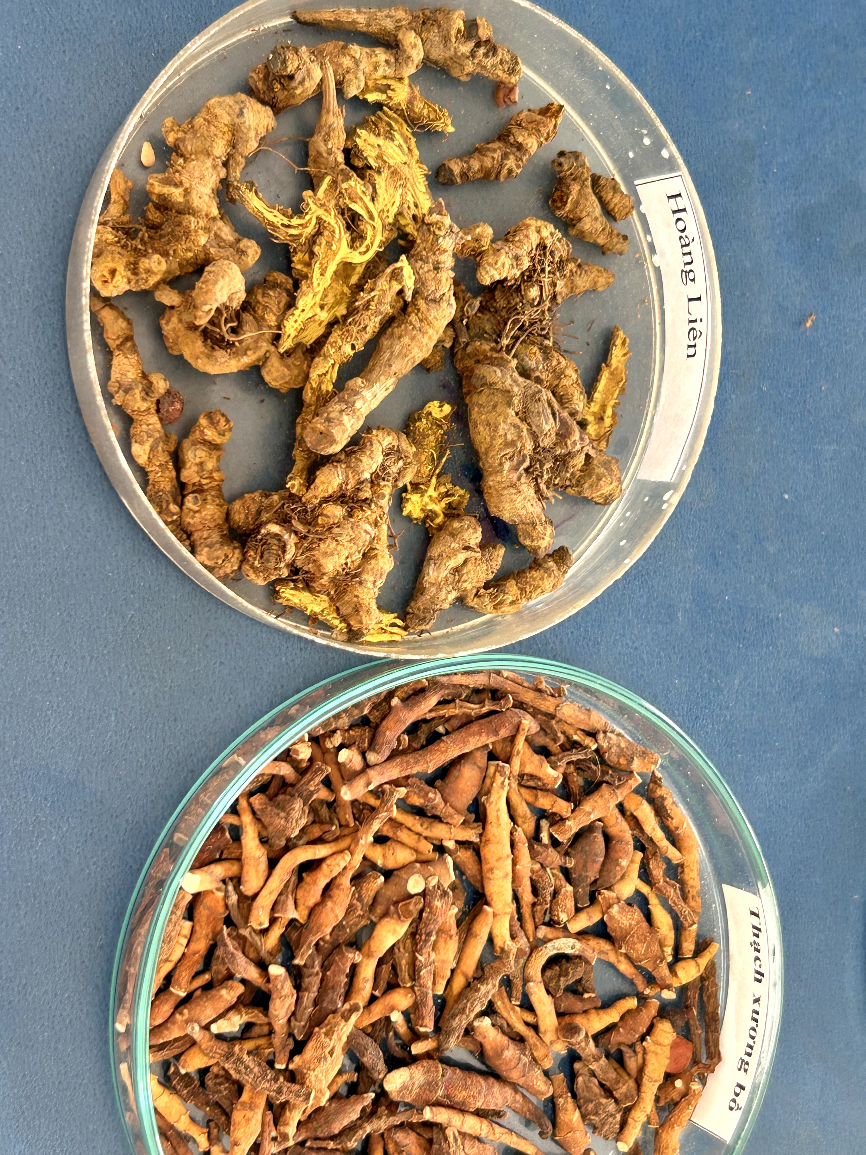 <p>hoàng liên &amp; thạch xương bồ</p>