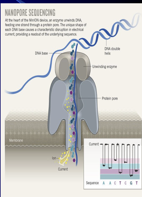 <p><span style="background-color: transparent;">Major advances that have led to “$1000 human genome” Oxford Nanopore Technologies MinION system uses bacterial pores</span></p><p></p><p>(1) Enzyme will pull DNA through a pore in a naturally occurring membrane protein</p><p>(2) The enzyme will unwind the DNA and the nucleotide sequencing can be read as the DNA is brought through the pore</p><p>(3) Ion current can be used to read the nucleotide sequence</p><p></p>