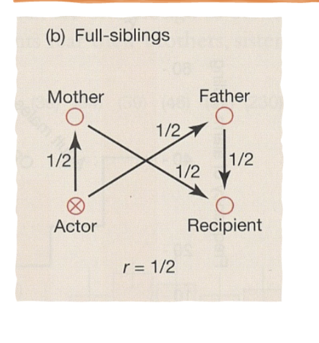 <p>B/C > 1/r </p><p><span>or ) explains that altruistic behavior evolves when the genetic benefit () to a recipient, multiplied by the relatedness () between actor and recipient, exceeds the reproductive cost () to the altruist. It shows that animals can pass on genes by helping relatives survive, even if it costs them their own reproduction.</span></p><p><span>r=coefficient of relationship (the probability that an allele is identical by descent) </span></p><p><span>r= all pathways multiplied together </span></p><p><span>…1st cousins? ½ x ½ x ½ = 1/8</span></p>