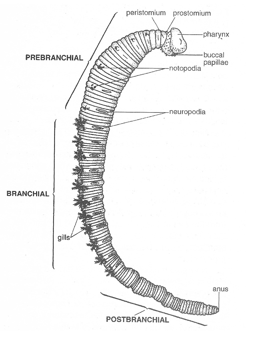 <p>1. Tentacular crown (branchiae / radioles)</p><ul><li><p>Function:</p><ul><li><p>feeding (trap particles)</p></li><li><p>respiration</p></li></ul></li></ul><div data-type="horizontalRule"><hr></div><p>2. Tube</p><ul><li><p>Serpulidae → calcium carbonate</p></li><li><p>Sabellariidae → sand</p></li><li><p>Function:</p><ul><li><p>protection</p></li></ul></li></ul><div data-type="horizontalRule"><hr></div><p>3. Cilia on tentacles</p><ul><li><p>Function:</p><ul><li><p>create water currents</p></li><li><p>move food</p></li></ul></li></ul><div data-type="horizontalRule"><hr></div><p>4. Operculum (if present)</p><ul><li><p>Function:</p><ul><li><p>closes tube</p></li></ul></li></ul><div data-type="horizontalRule"><hr></div><p>5. Thorax vs abdomen</p><ul><li><p>Function:</p><ul><li><p>body specialization</p></li></ul></li></ul><div data-type="horizontalRule"><hr></div><p>6. Uncini (tiny hooks)</p><ul><li><p>Function:</p><ul><li><p>anchor worm in tube</p></li></ul></li></ul><p></p>