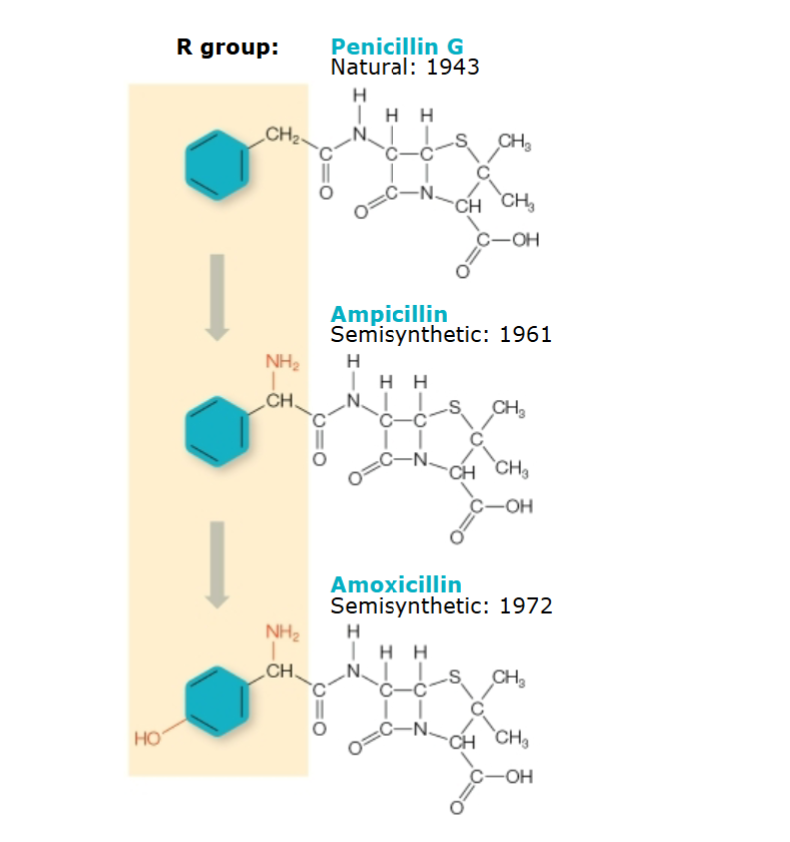 <p>Chemical <strong><u>modification</u></strong> of <strong>naturally</strong> occurring antibiotics</p><ul><li><p>Can be modified by chemical means, such as adding R groups</p></li></ul><p></p>
