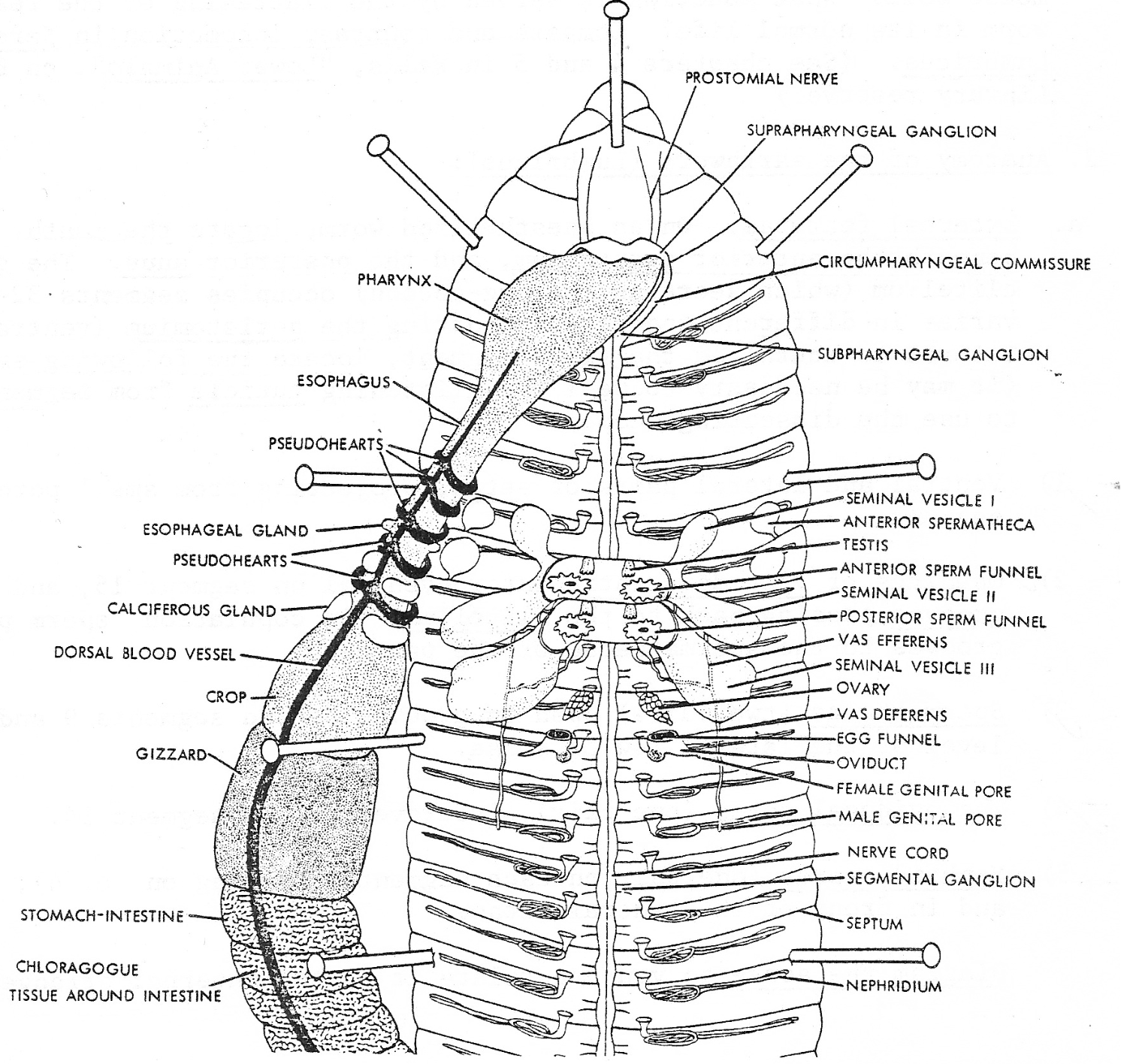 <p>Order:</p><ul><li><p><strong>Pharynx</strong> → ingestion</p></li><li><p><strong>Esophagus</strong> → transport</p></li><li><p><strong>Calciferous glands</strong> → regulate calcium / excretion</p></li><li><p><strong>Crop</strong> → storage</p></li><li><p><strong>Gizzard</strong> → grinding</p></li><li><p><strong>Intestine</strong> → absorption</p></li><li><p><strong>Typhlosole</strong> → ↑ surface area</p></li></ul><div data-type="horizontalRule"><hr></div><p><span data-name="heart" data-type="emoji">❤</span> CIRCULATORY</p><ul><li><p><strong>Dorsal vessel</strong> → anterior flow</p></li><li><p><strong>Ventral vessel</strong> → posterior flow</p></li><li><p><strong>Aortic arches (“hearts”)</strong> → pump blood</p></li></ul><div data-type="horizontalRule"><hr></div><p><span data-name="recycle" data-type="emoji">♻</span> EXCRETORY</p><ul><li><p><strong>Nephridia</strong></p><ul><li><p>Function: waste removal + osmoregulation</p></li></ul></li></ul><div data-type="horizontalRule"><hr></div><p><span data-name="brain" data-type="emoji">🧠</span> NERVOUS</p><ul><li><p>Brain + ventral nerve cord</p></li><li><p>Function: coordination</p></li></ul><div data-type="horizontalRule"><hr></div><p><span data-name="dna" data-type="emoji">🧬</span> REPRODUCTIVE (HIGH YIELD)</p><ul><li><p><strong>Seminal vesicles</strong> → make sperm</p></li><li><p><strong>Spermathecae</strong> → store sperm</p></li><li><p><strong>Ovaries / oviducts</strong> → eggs</p></li></ul><p></p>