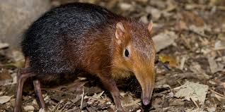 <p>Order: elephant shrews, sengis </p>