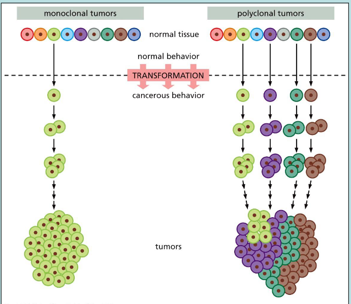 <p>transformation of one type of normal cell to cancerous cells</p>